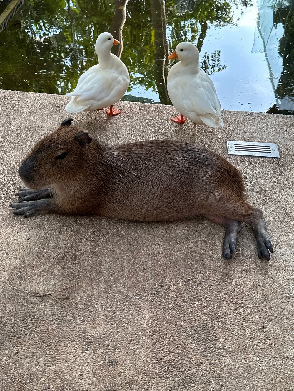 Capybara Experience Gallery Image 5