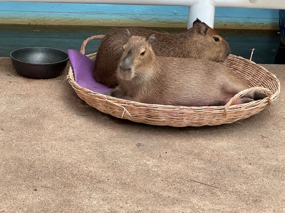 Capybara Experience Gallery Image 6
