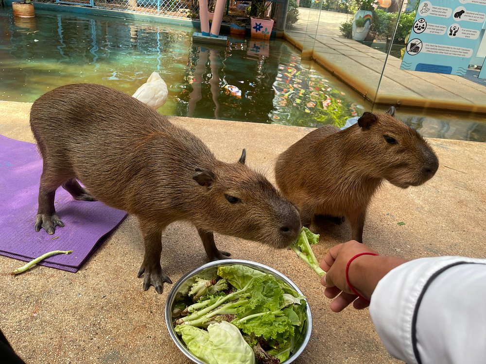 Capybara Habitat
