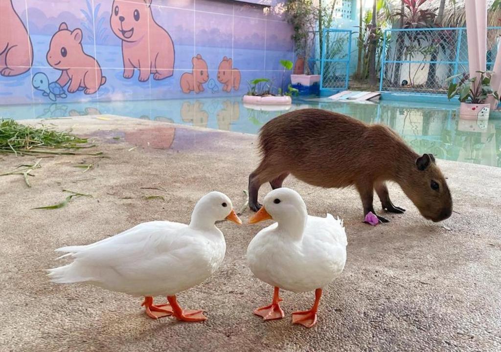 Capybara atmospheric background