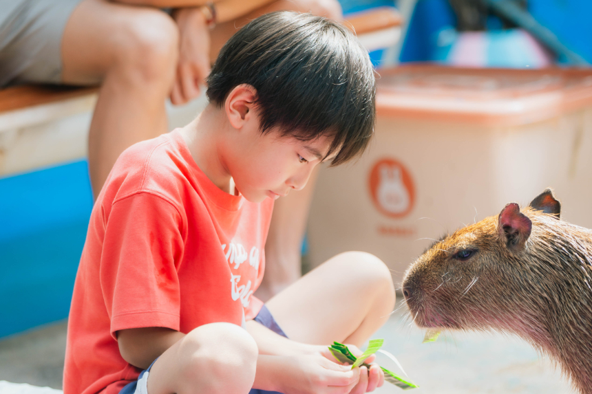 Toddler gently meeting a capybara